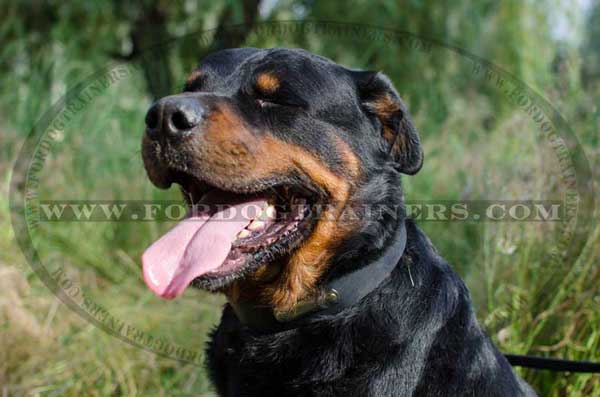 Leather Rottweiler Collar with Name Plate