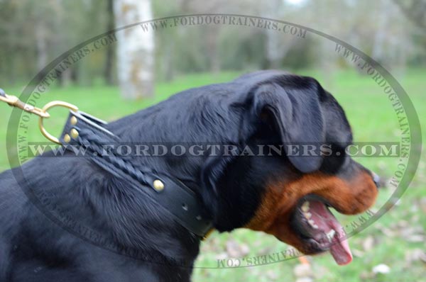 Rottweiler wearing Leather Dog Collar with brass fittings