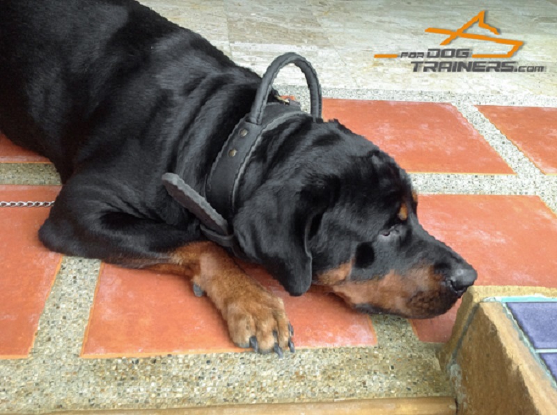 2 Ply Letaher Collar for Rottweiler Training