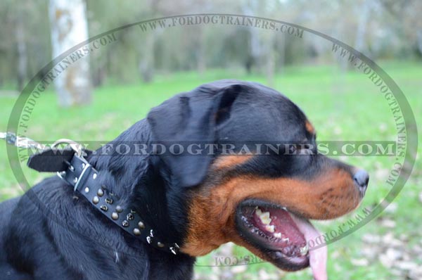 Rottweiler wearing Beautiful Leather Dog Collar