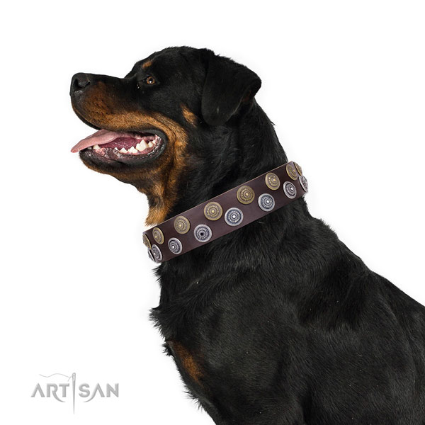 Rottweiler fashionable natural genuine leather dog collar with embellishments