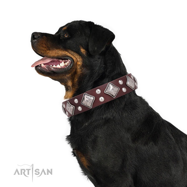 Rottweiler amazing full grain leather dog collar with studs