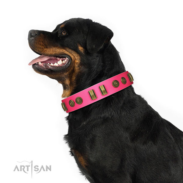 Rottweiler stylish walking dog collar of incredible quality genuine leather