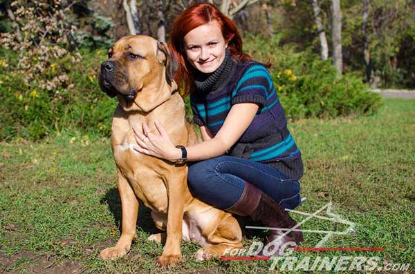 Professional Choke Collar Made of Leather for Cane Corso