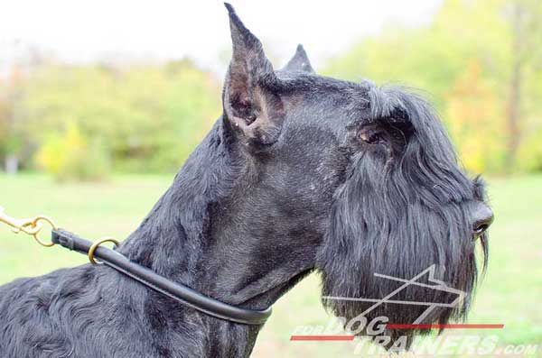 Leather Choke Belgian Malinois Collar for Obedience Training