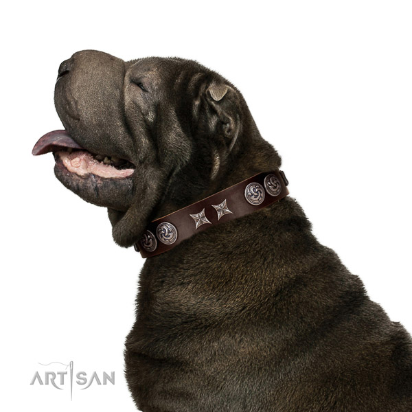 Extraordinary walking brown leather Shar Pei collar with unusual decorations