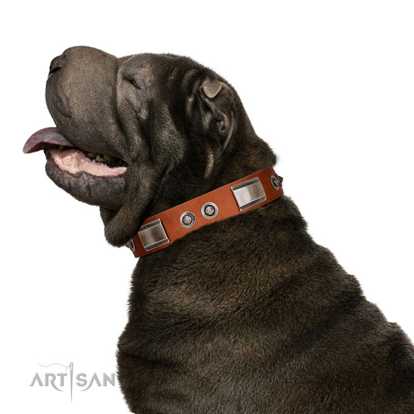 Tan Leather Shar Pei Collar with Plates and Conchos