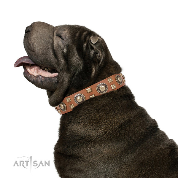 Extraordinary walking leather Shar Pei collar with chic decorations