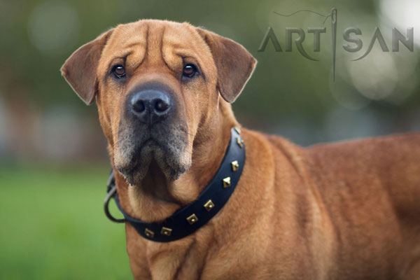 Fashionable Tyson Has a Gorgeous Look in Shar Pei Cross Letaher Collar