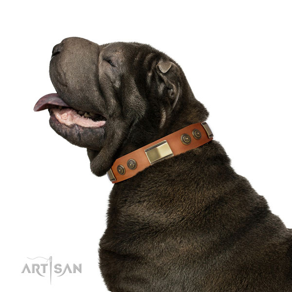 Shar Pei everyday walking dog collar of top notch quality leather