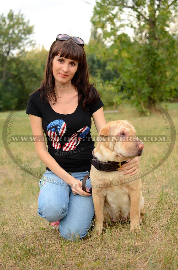 Sharpei wearing Dog Collar