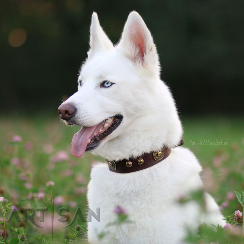 husky dog collars