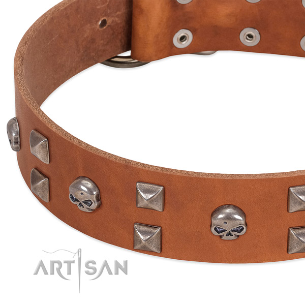 Tan leather dog collar with stunning decorations