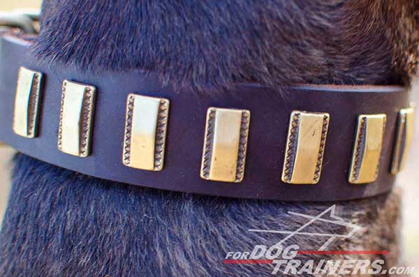 Small Brass Plates on Leather Pitbull Collar 