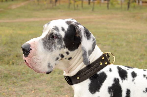 Stylish Walking Leather Dog Collar