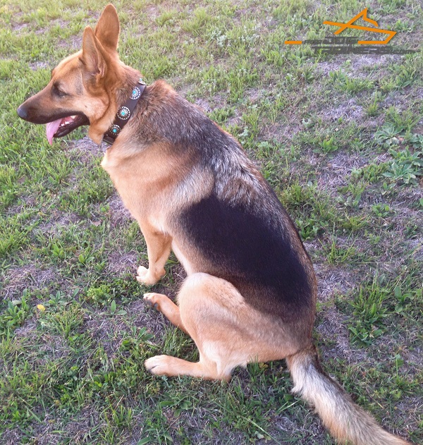 Decorated Leather German Shepherd Collar for Sohie