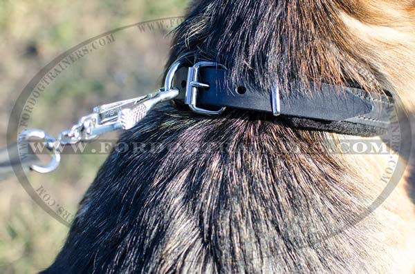 Padded Leather Dog Collar for Training Sessions