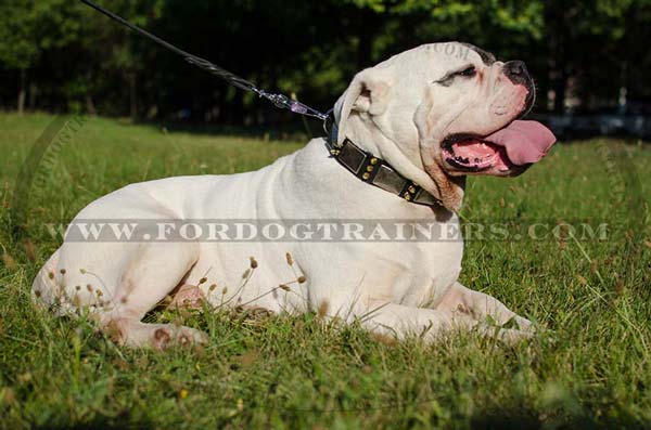 Training American Bulldog Collar decorated with plates spikes