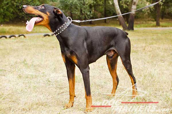 Extra wide leather Doberman collar with nickel spikes