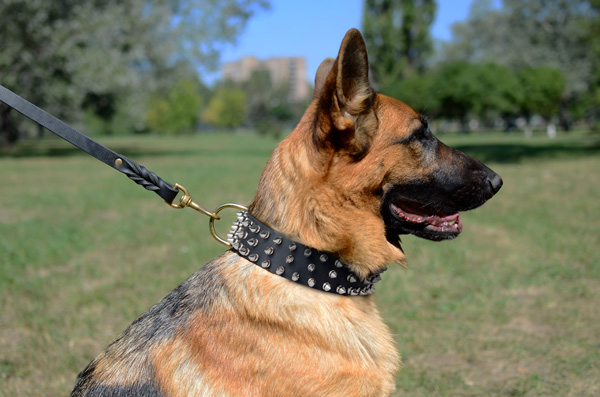 Spiked Leather Dog Collar on German Shepherd