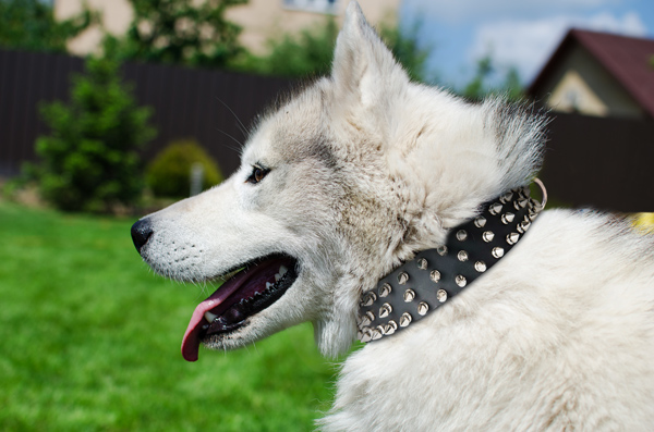 Walking Leather Dog Collar on Siberian Husky