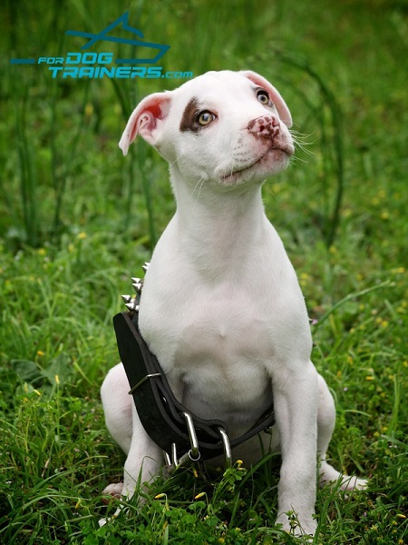 Leather Pitbull Collar with Reliable Hardware for Little Bonnie