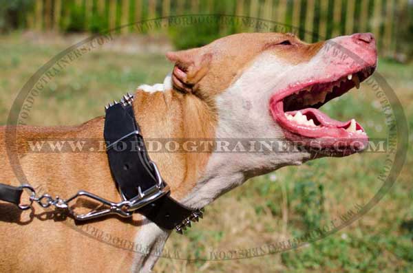 Wide leather Pitbull collar with three rows of nickel spikes