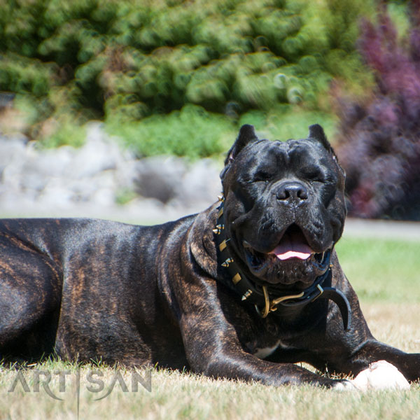 Sppiked Leather Dog Collar for Cane Corso Roman