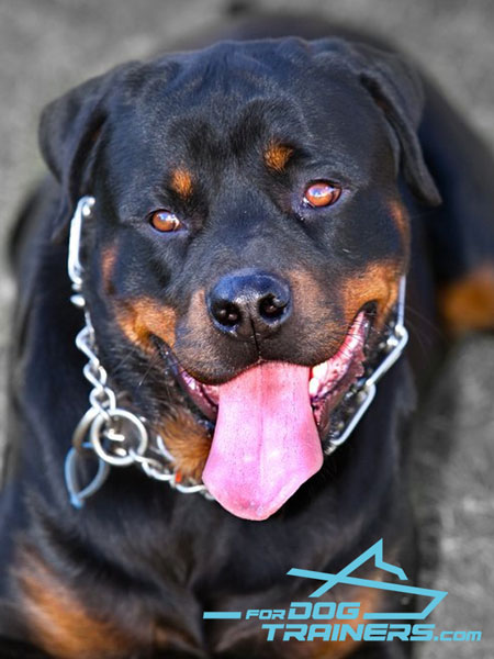 Stainless Steel Rottweiler Prong Collar for Rambo
