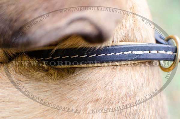 Stitched Strap on Walking Choke Dog Collar