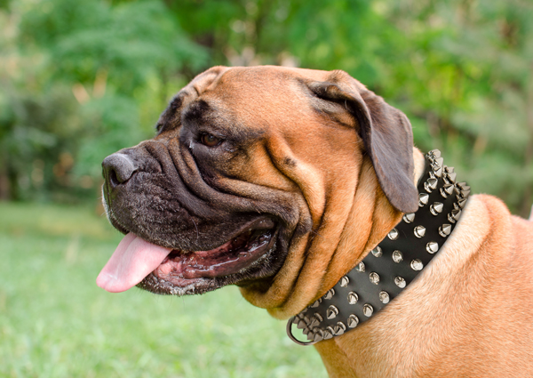 Leather Walking Dog Collar on Bullmastiff