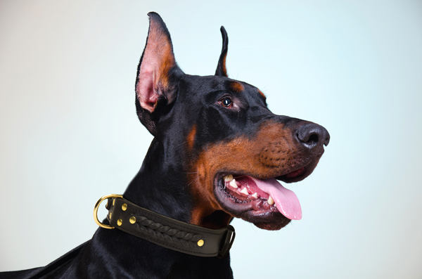 Wide Leather Dog Collar with Braids