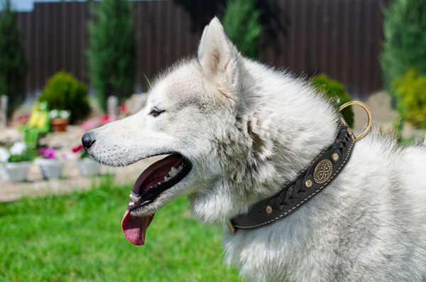 Padded Braided Leather Dog Collar on Siberian Husky