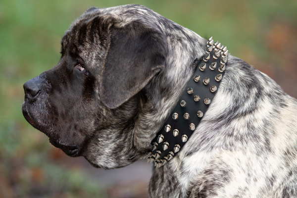 Strong Dog Collar Made of Leather