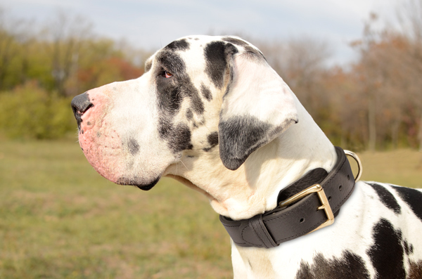 Strong Leather Dog Collar on Great Dane
