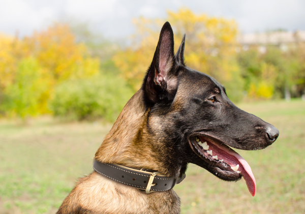 Extra Durable Dog Collar Made of Leather