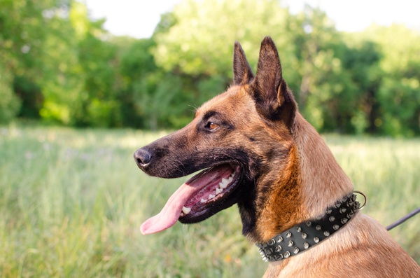 Spiked Walking Leather Dog Collar on Belgian Malinois