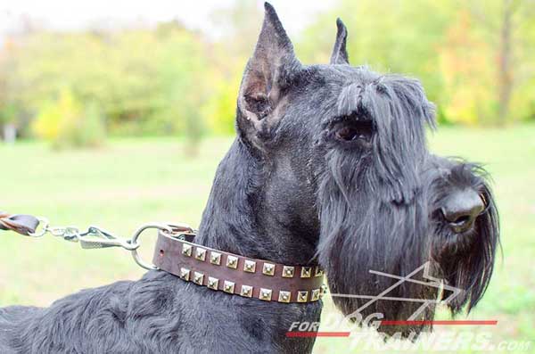 Riesenschnauzer leather dog collar