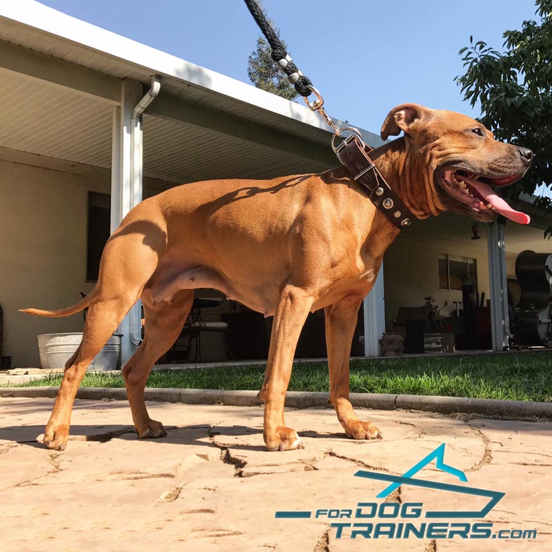 Brown Leather American Pit Bull Terrier Collar with Riveted Fittings