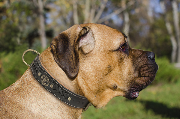 Walking Leather Dog Collar on Cane Corso