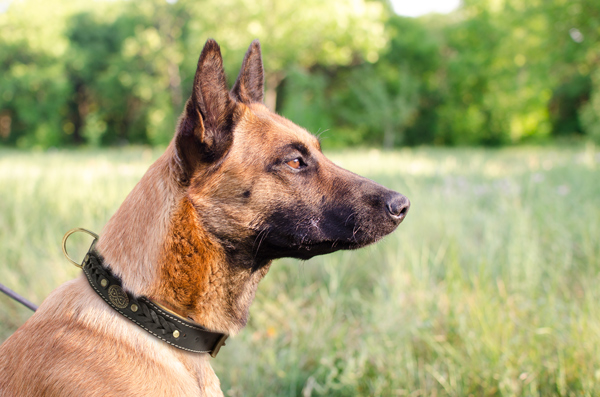 Padded Leather Dog Collar on Belgian Malinois