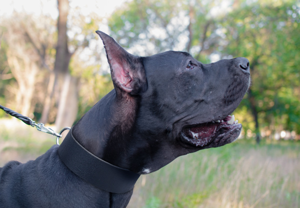 Leather Dog Collar on Great Dane