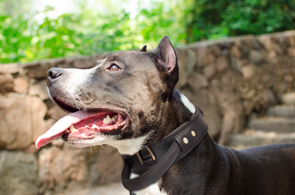 Agitation Leather Dog Collar on Amstaff