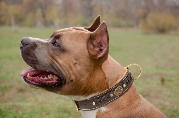 Padded Braided Leather Dog Collar