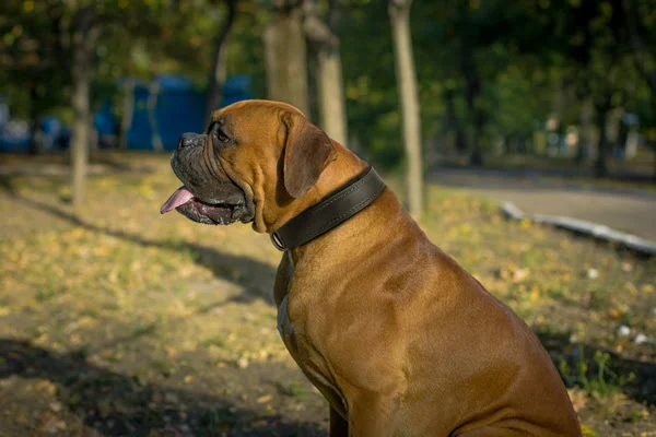 Wide Leather Dog Collar on Boxer