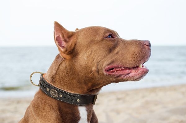 Reliable Braided Pitbull Collar