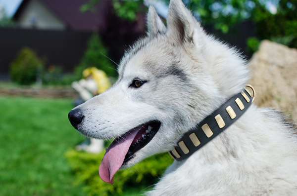 Siberian Husky wearing a strong leather dog collar