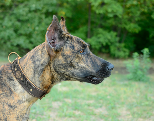 Durable Braided Leather Dog Collar