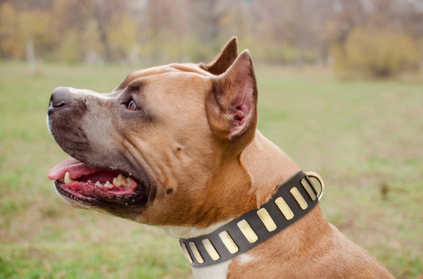Studded Leather Dog Collar on Amstaff