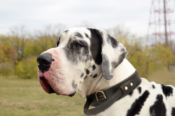 Walking Leather Dog Collar with Handle